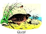 A quail (as eaten by Israelites in the Wilderness)